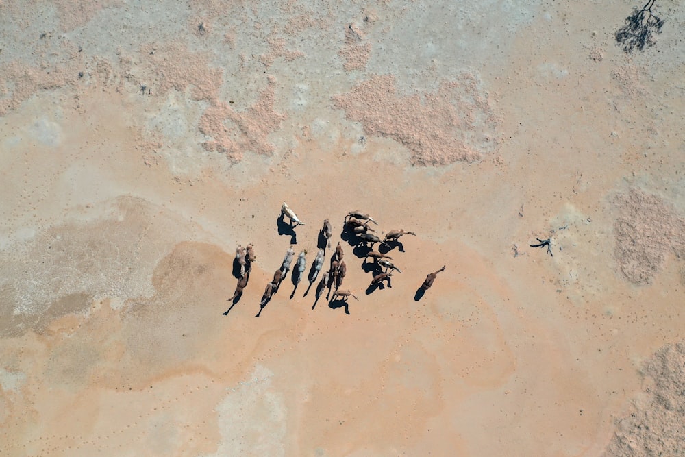 3 person walking on brown sand during daytime