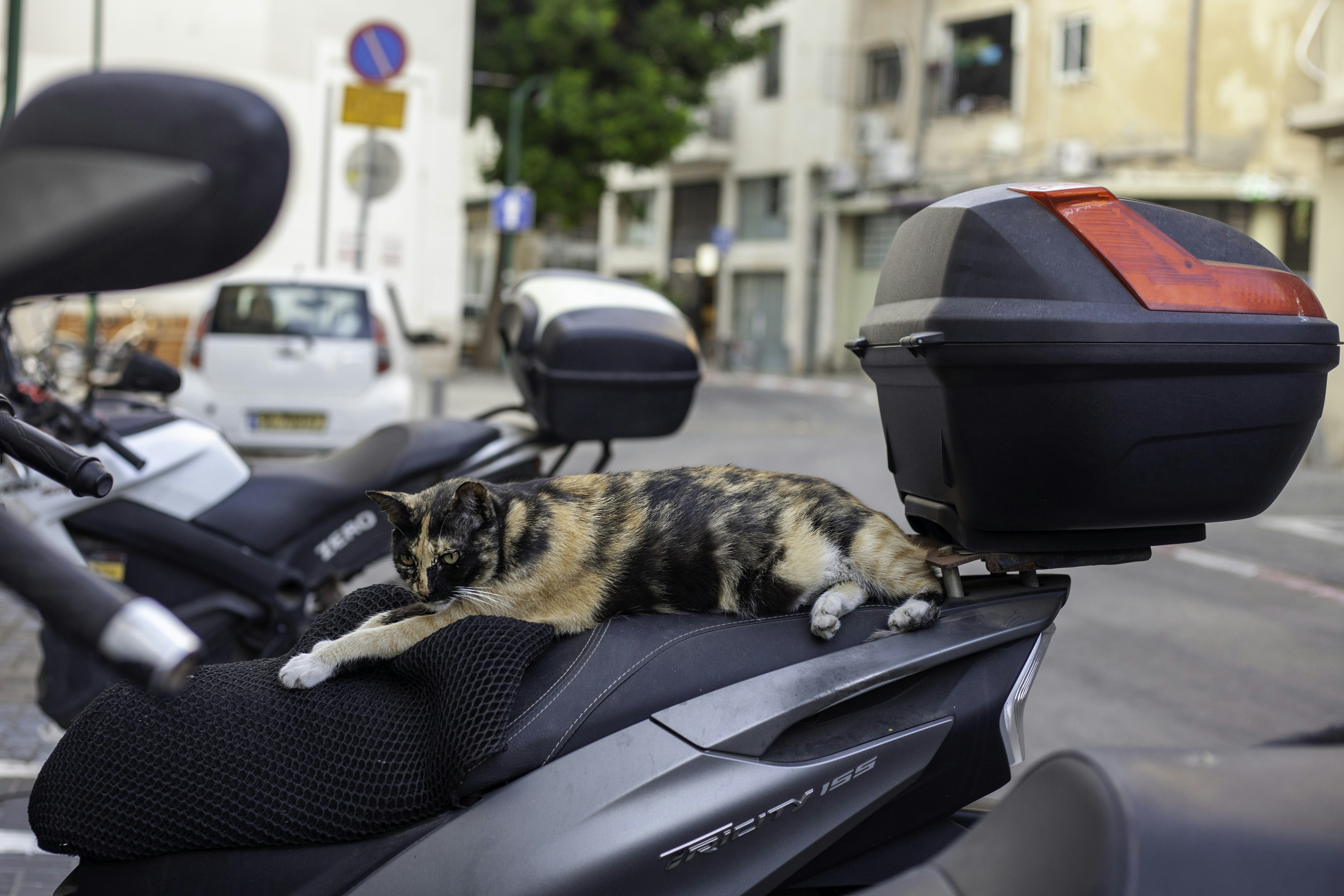 brown and black cat on black motorcycle