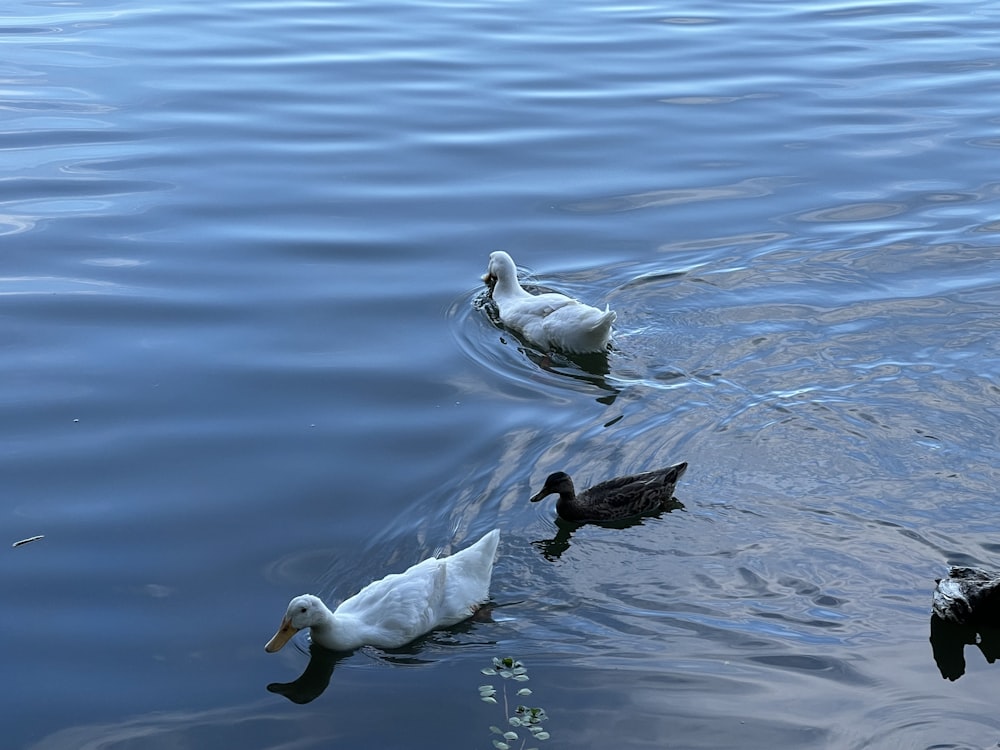 canard blanc sur l’eau pendant la journée