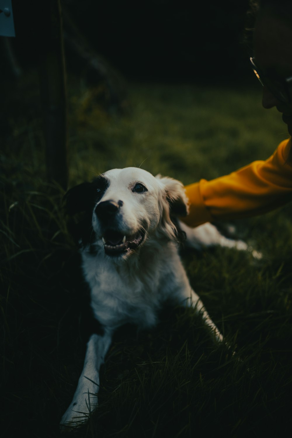 person in orange jacket holding white and black short coated dog