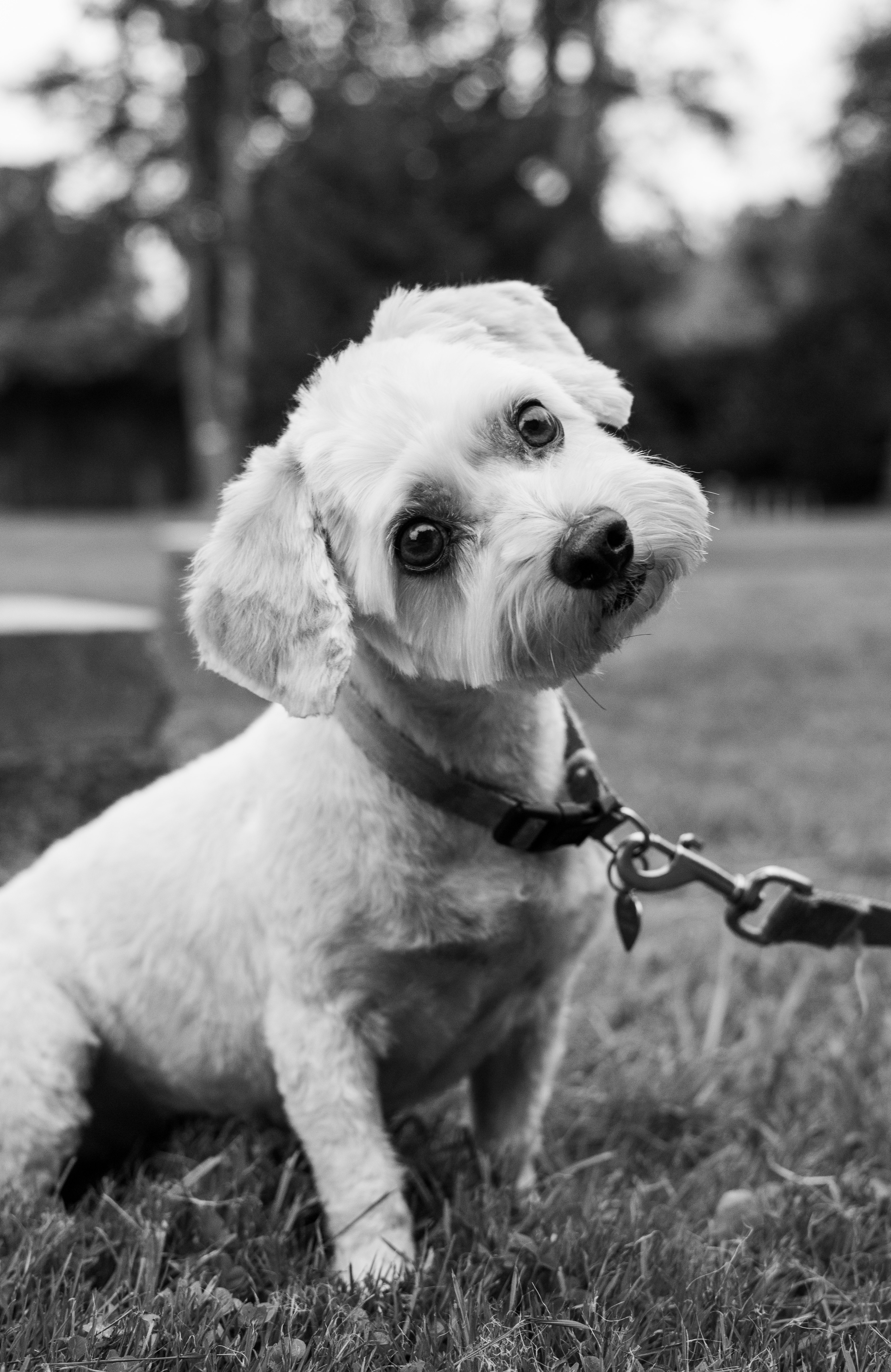 grayscale photo of a small sized dog with leash