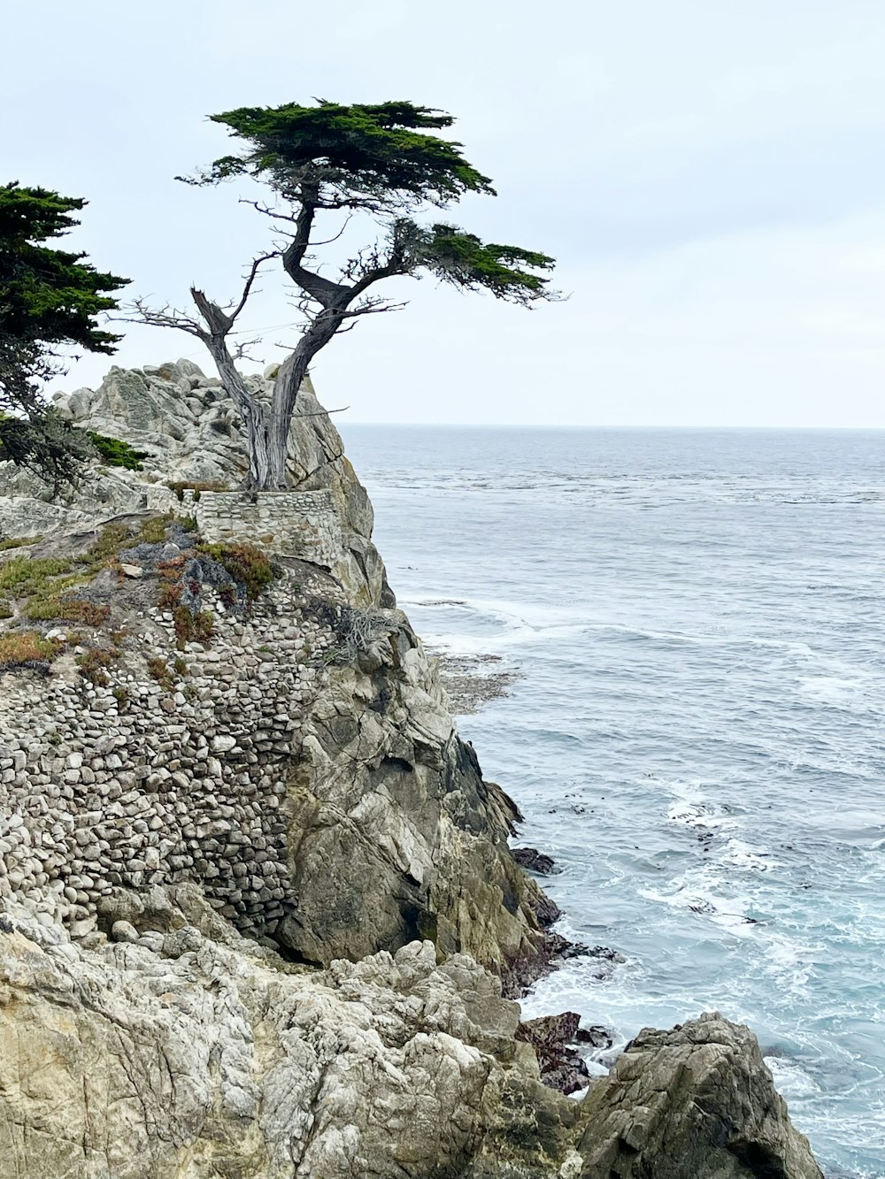 green tree on rocky shore during daytime