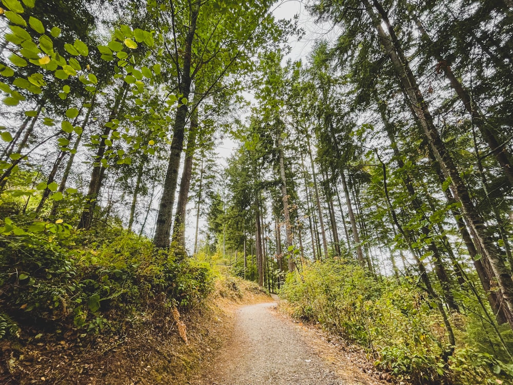 brown dirt road between green trees during daytime