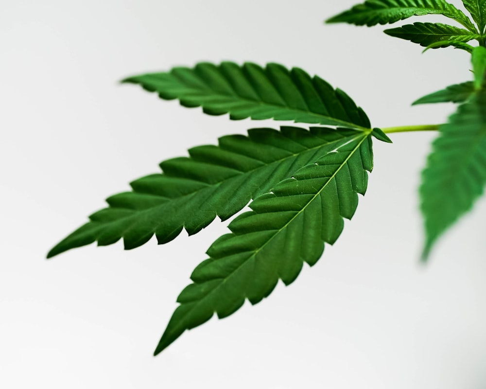 green leaves on white background