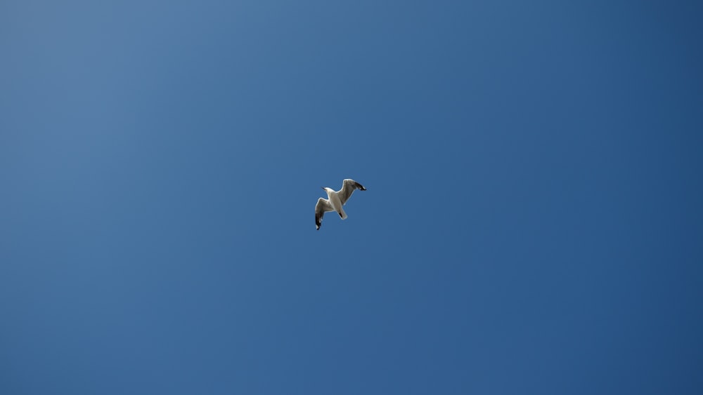 white bird flying under blue sky during daytime