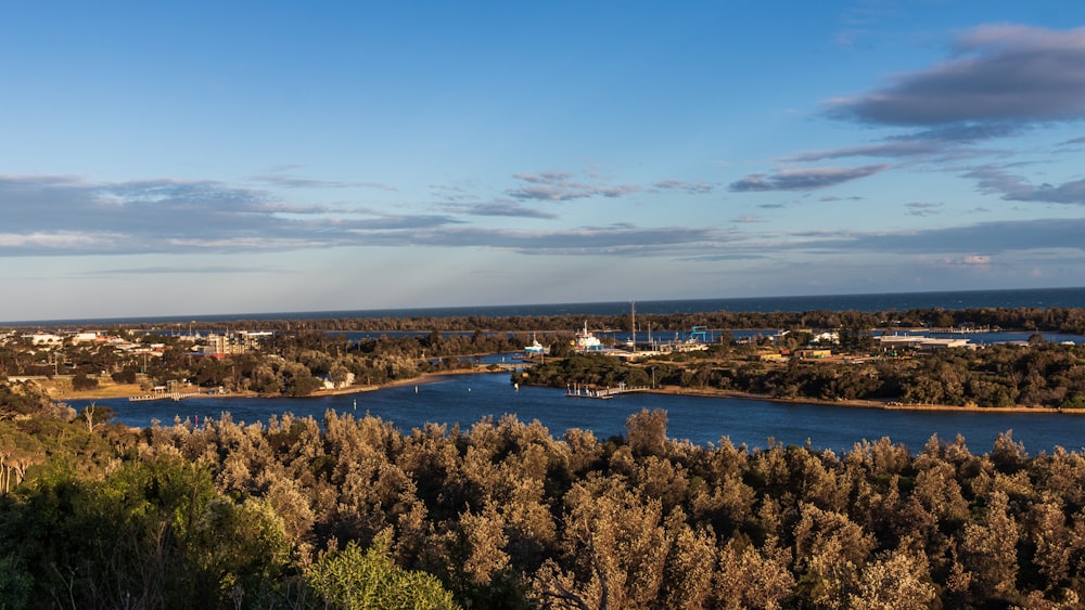 green trees near body of water during daytime