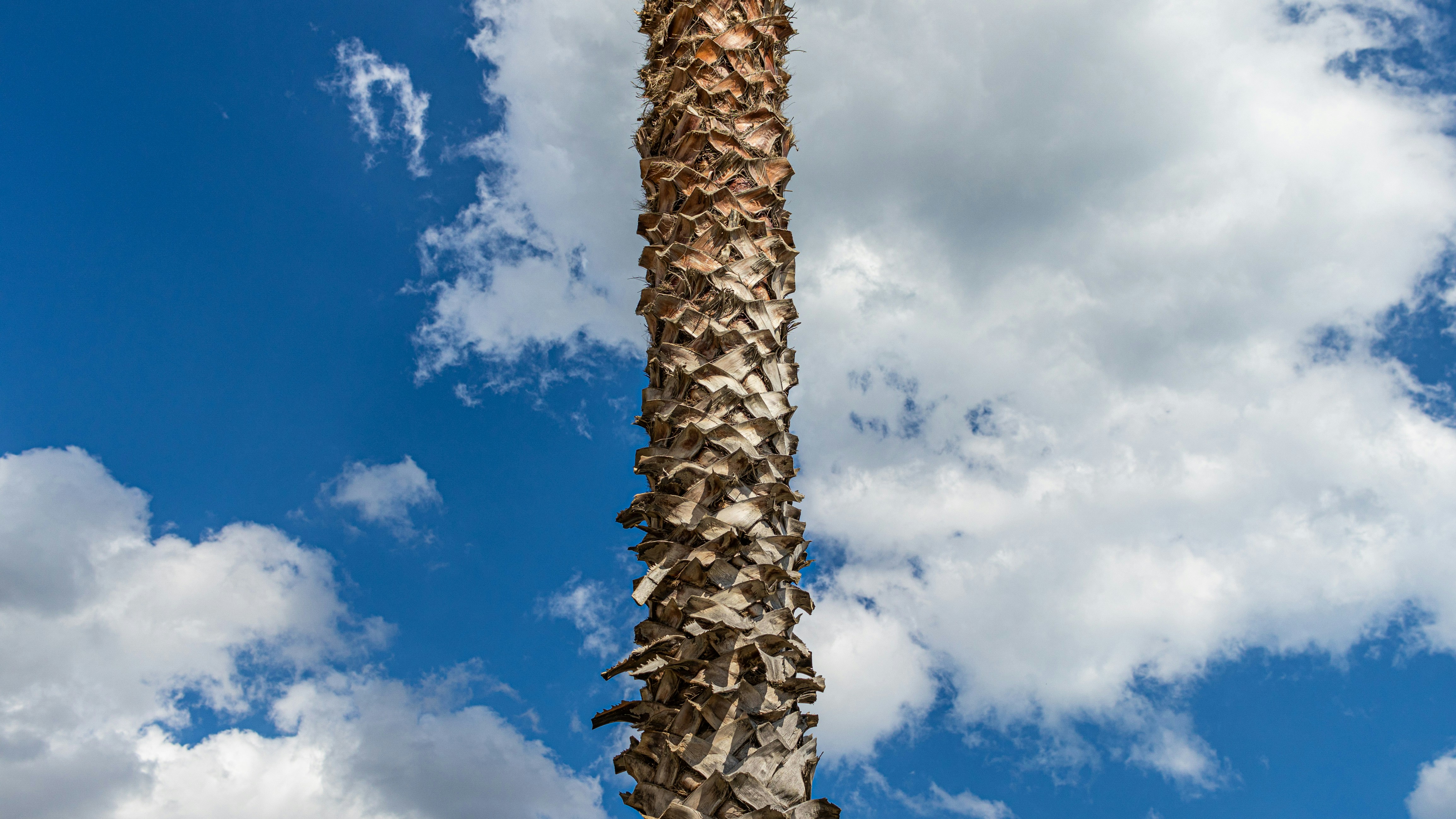 brown tree under blue sky and white clouds during daytime