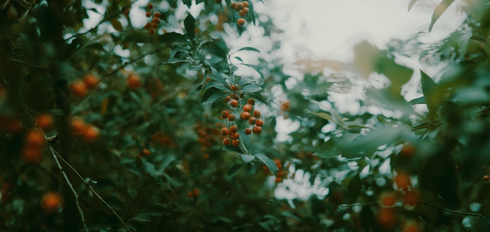 green and red leaf plant