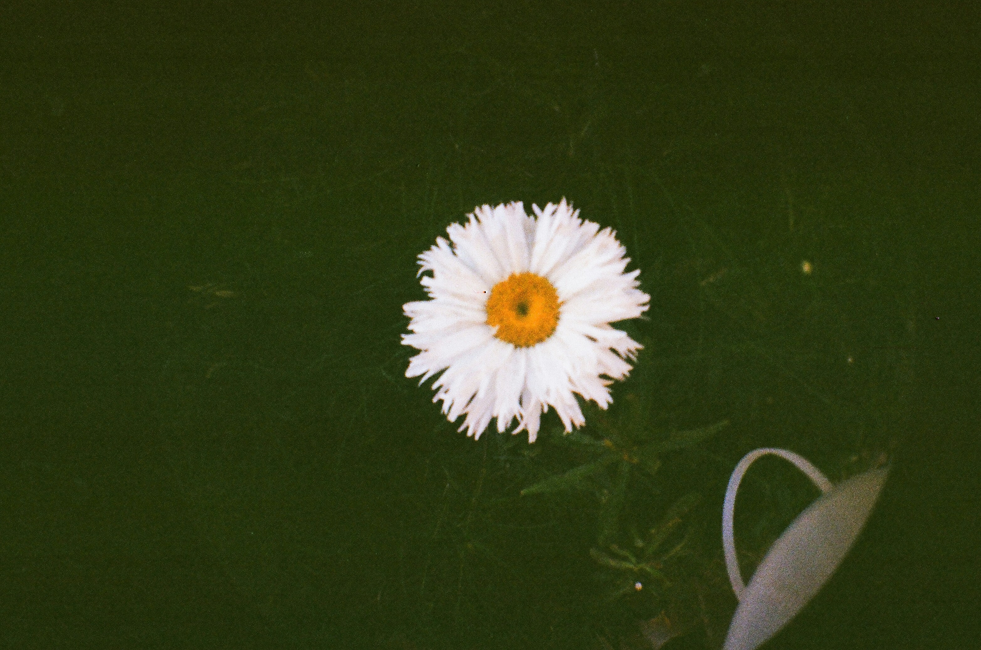 white daisy on black textile