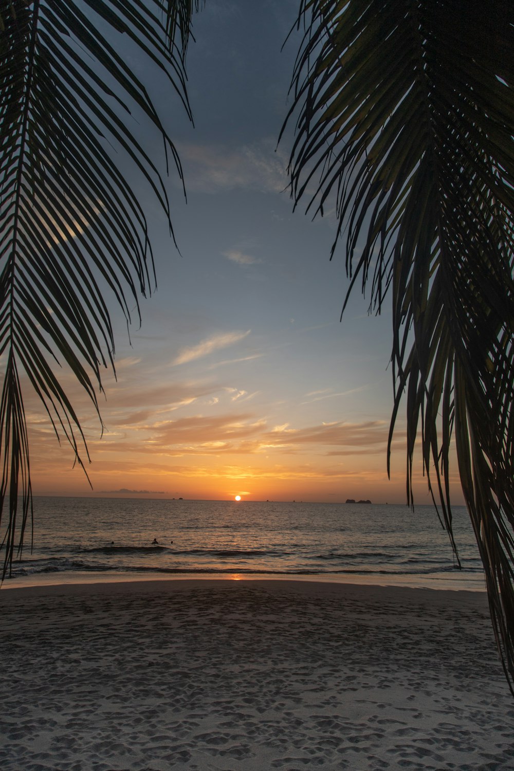 palm tree near sea during sunset