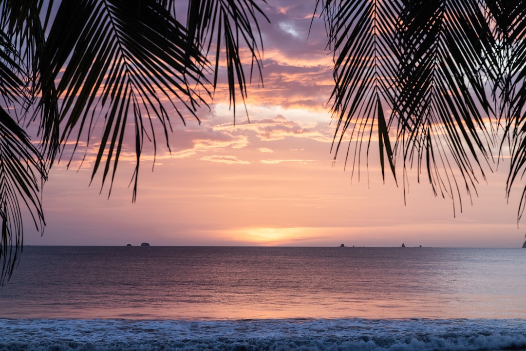 coconut tree near sea during sunset