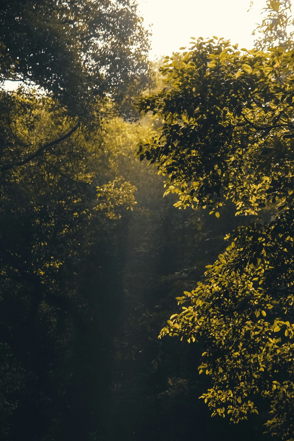 green trees beside river during daytime