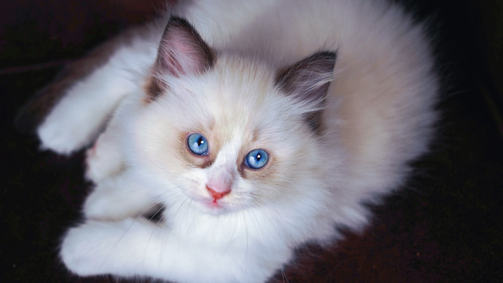 white long fur kitten on brown wooden table