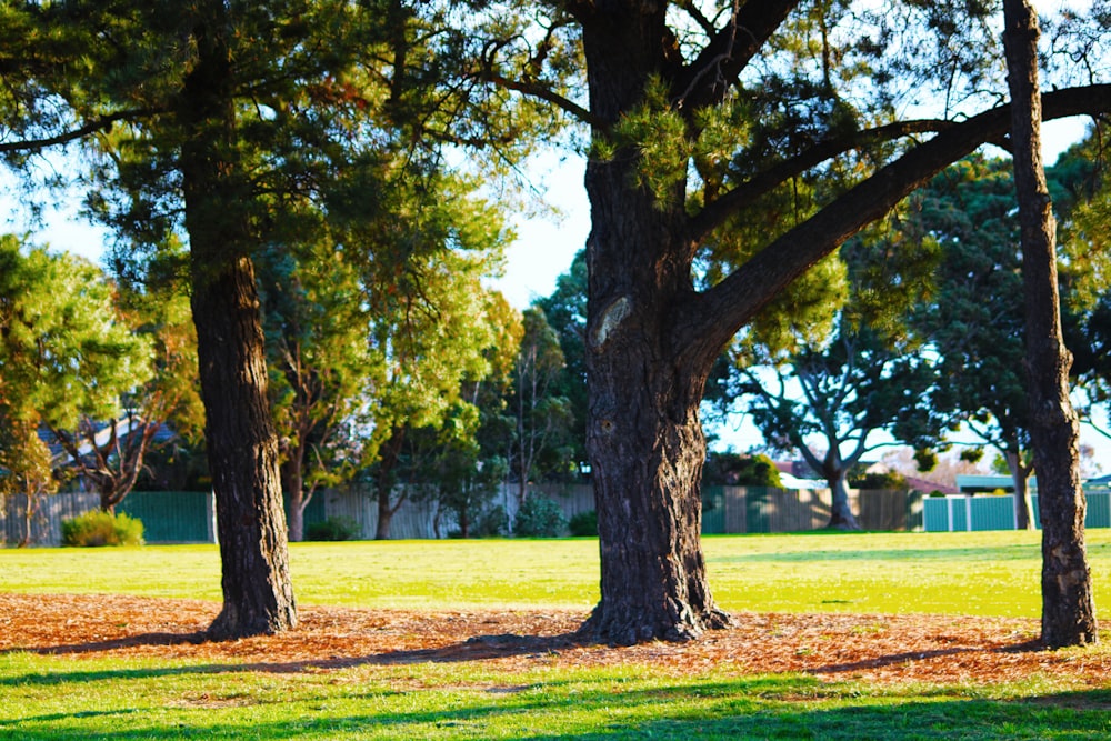 campo de grama verde com árvores durante o dia