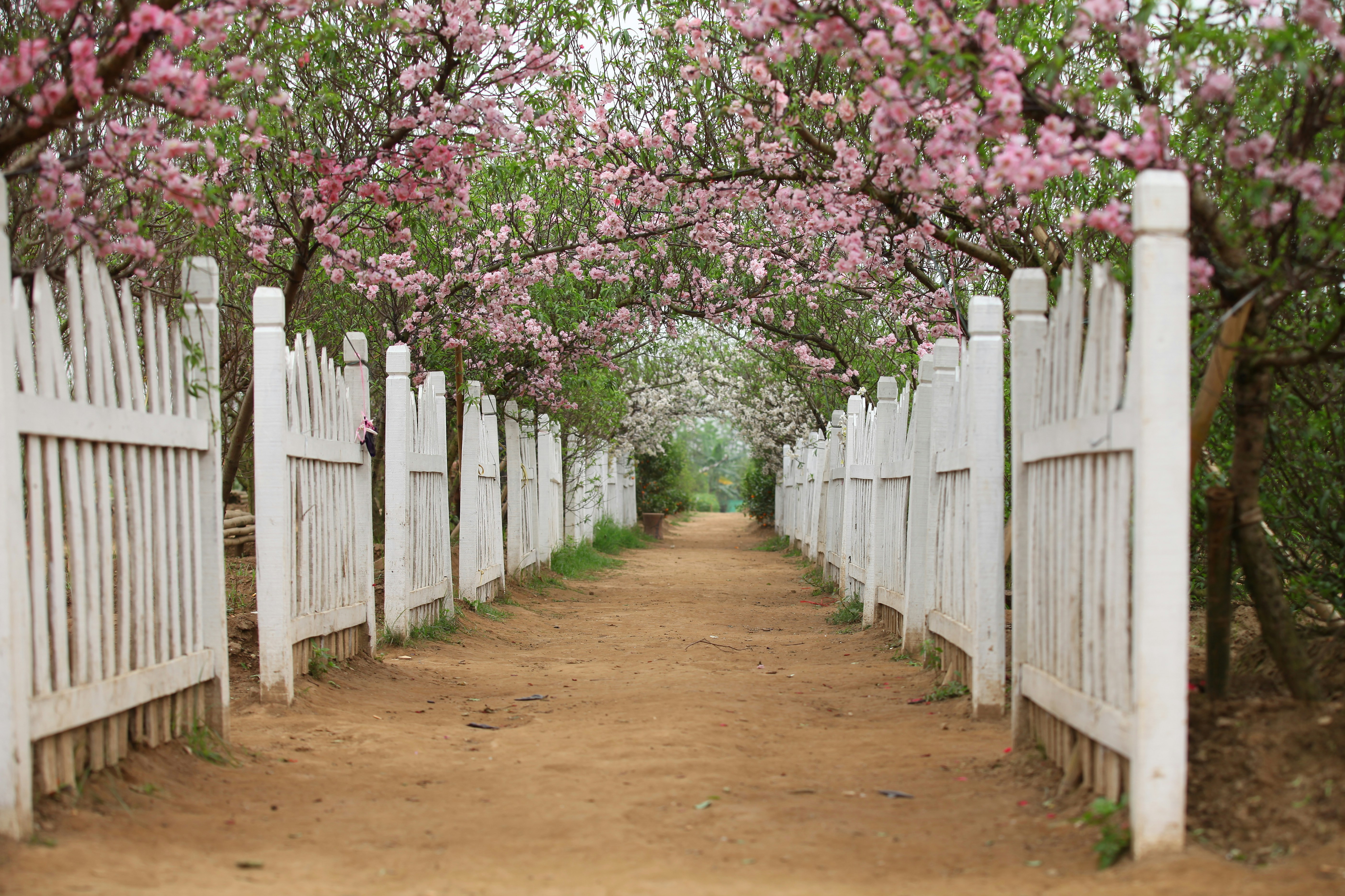 Memorial Rose Gardens
