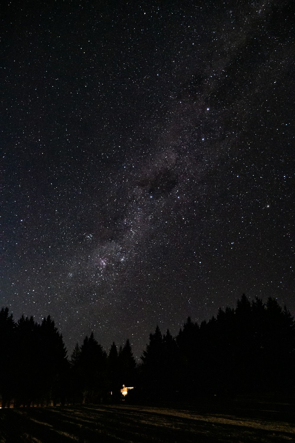 silhouette d’arbres sous la nuit étoilée