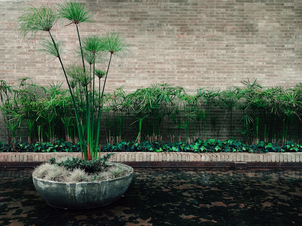 green plants on gray concrete pot