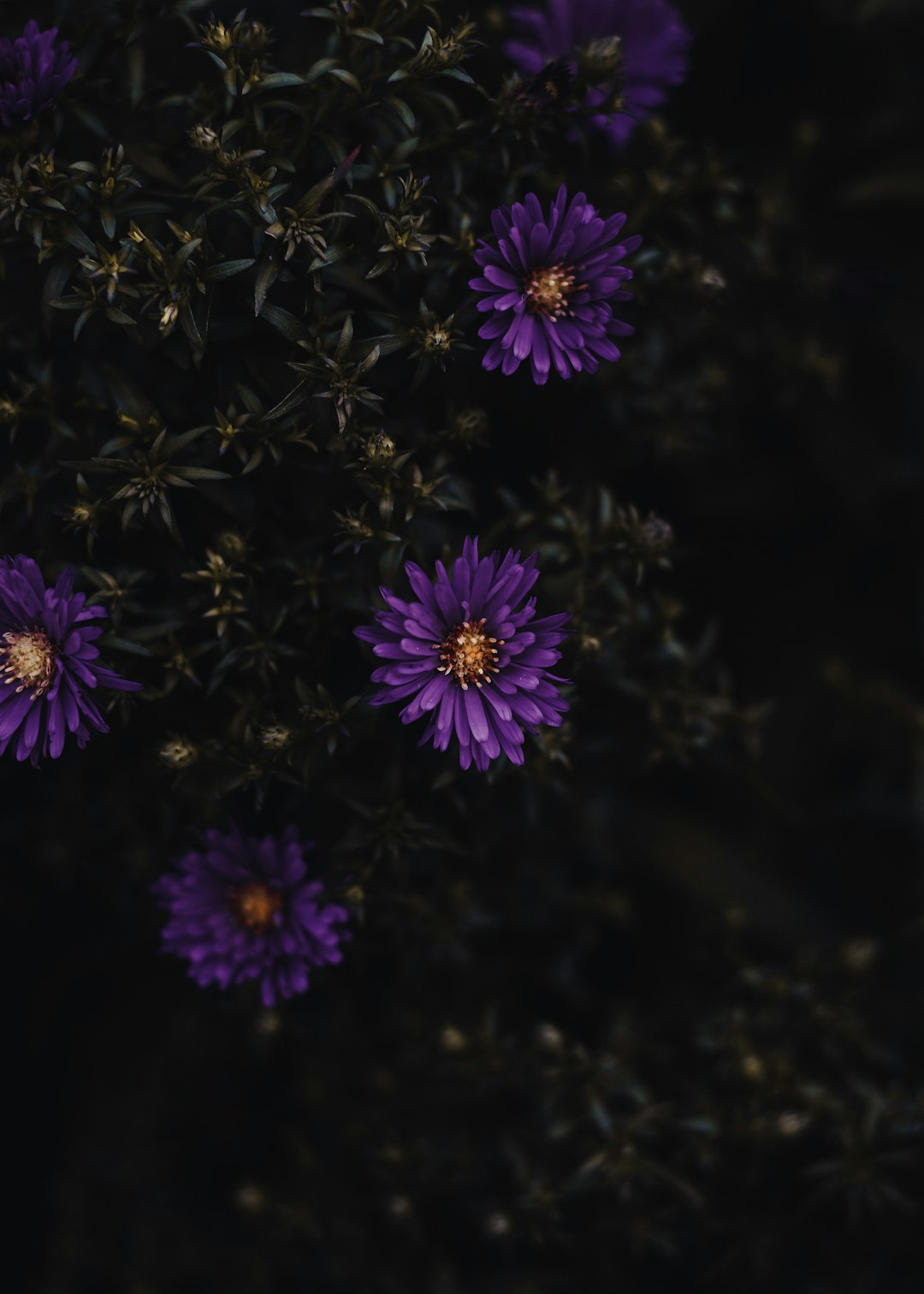 purple flowers in tilt shift lens