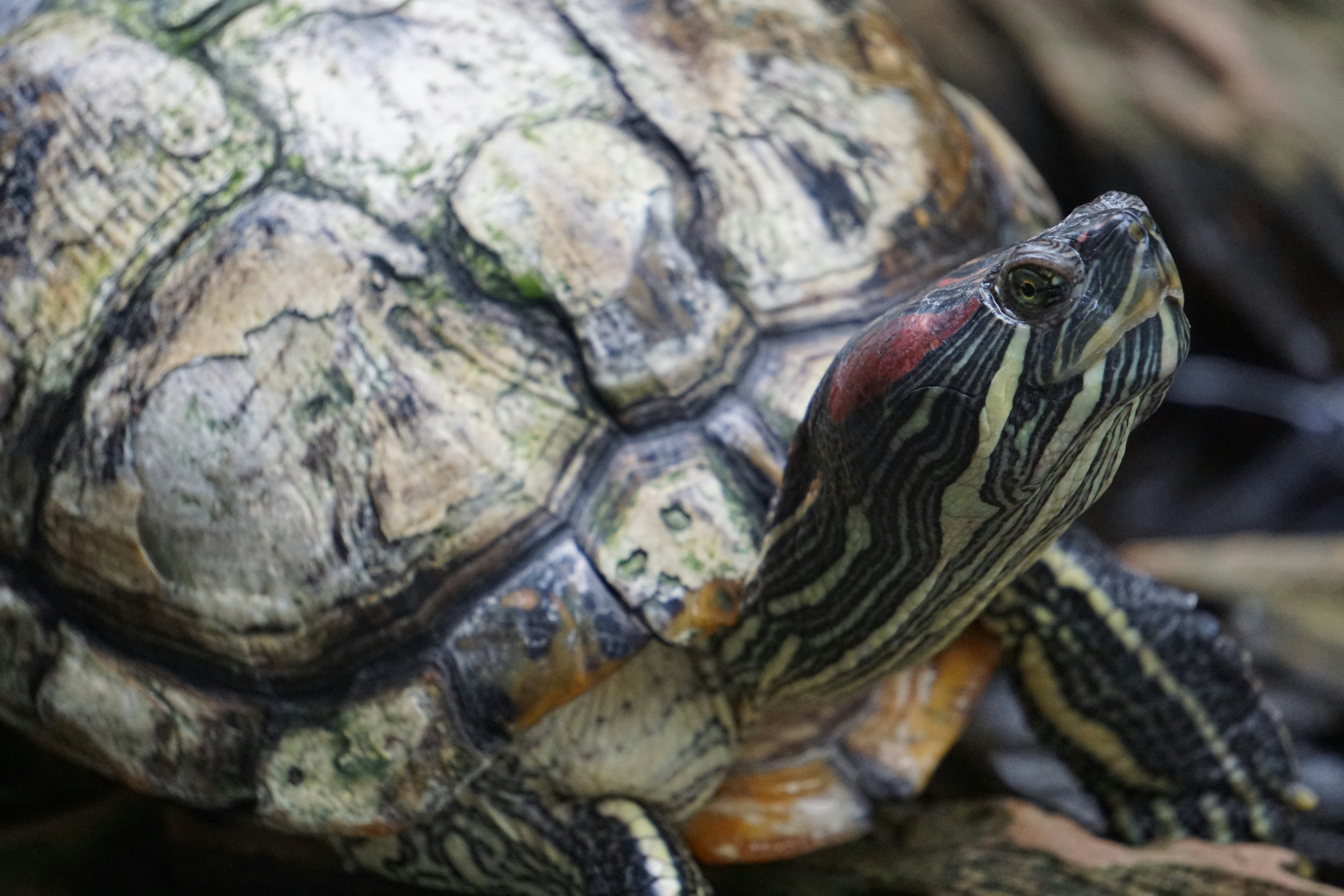 Photo by pixelcarrot