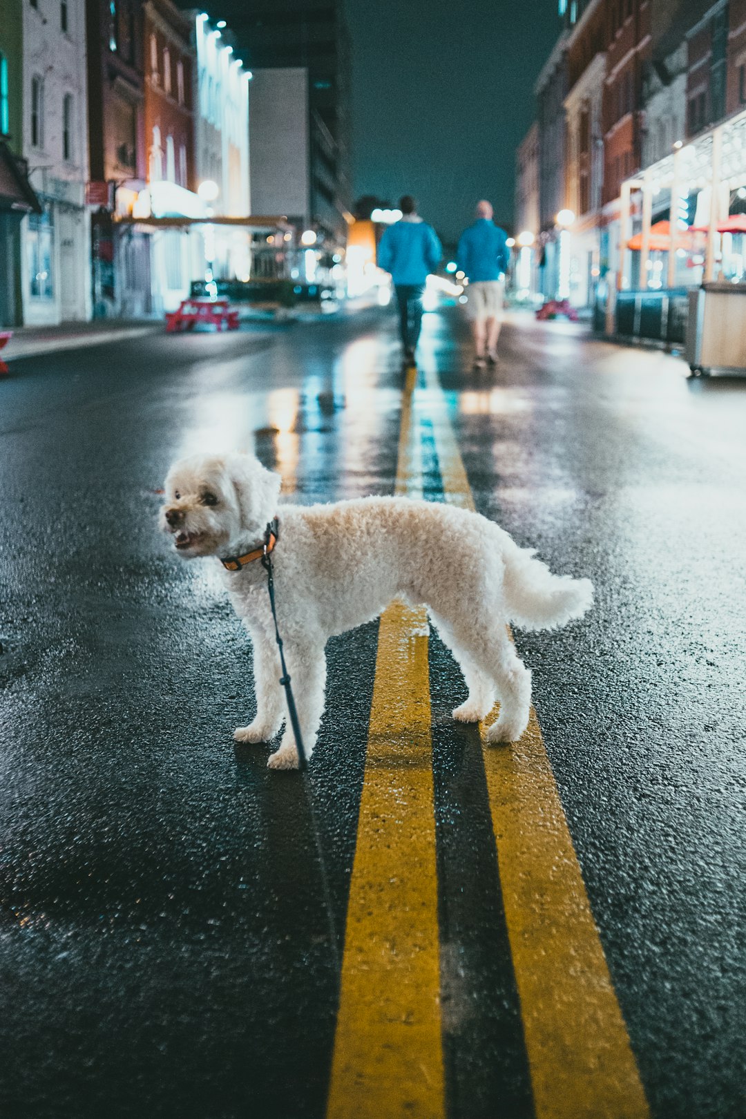 white poodle on black and yellow pedestrian line
