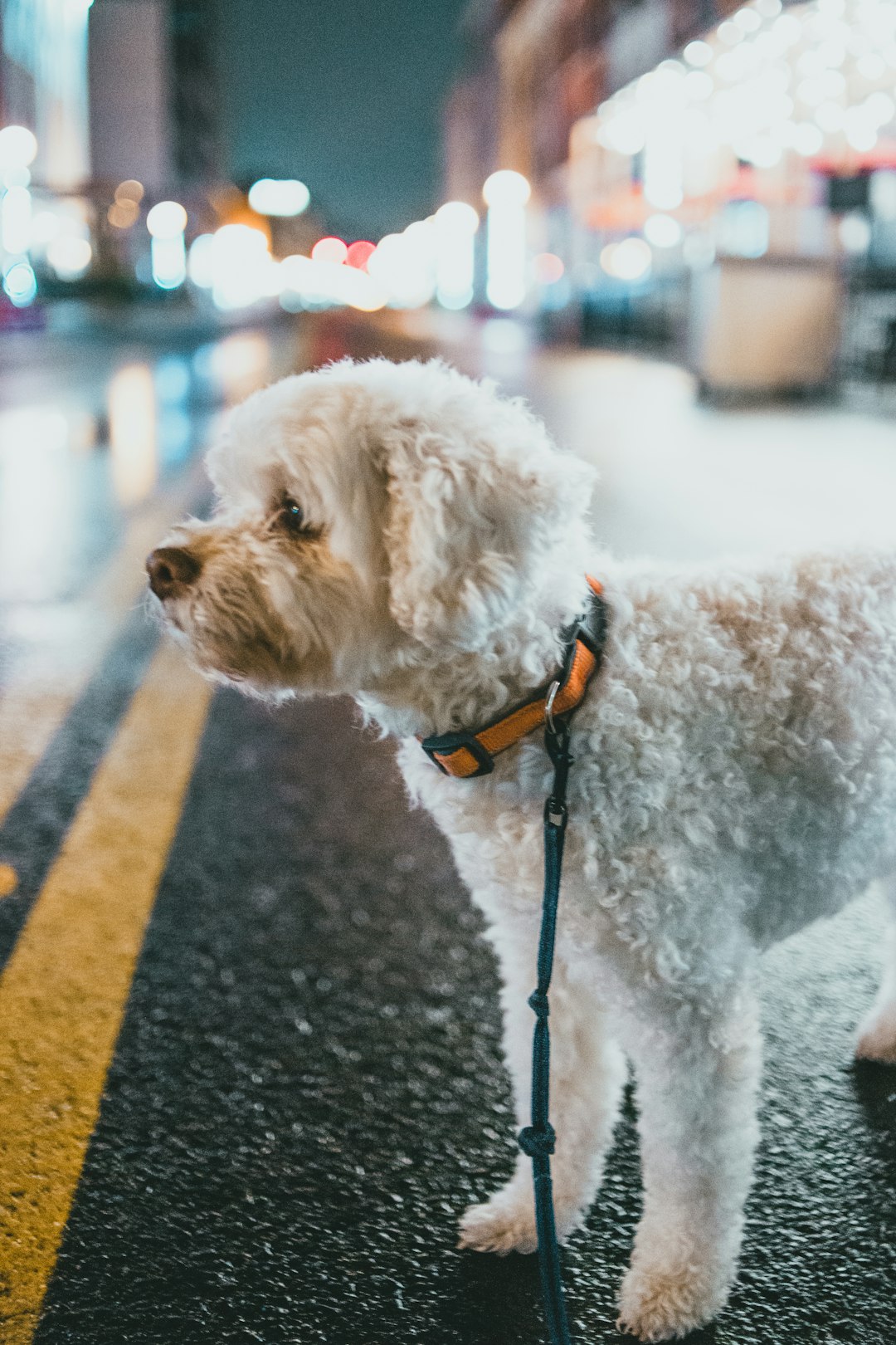 white poodle with red and black leash
