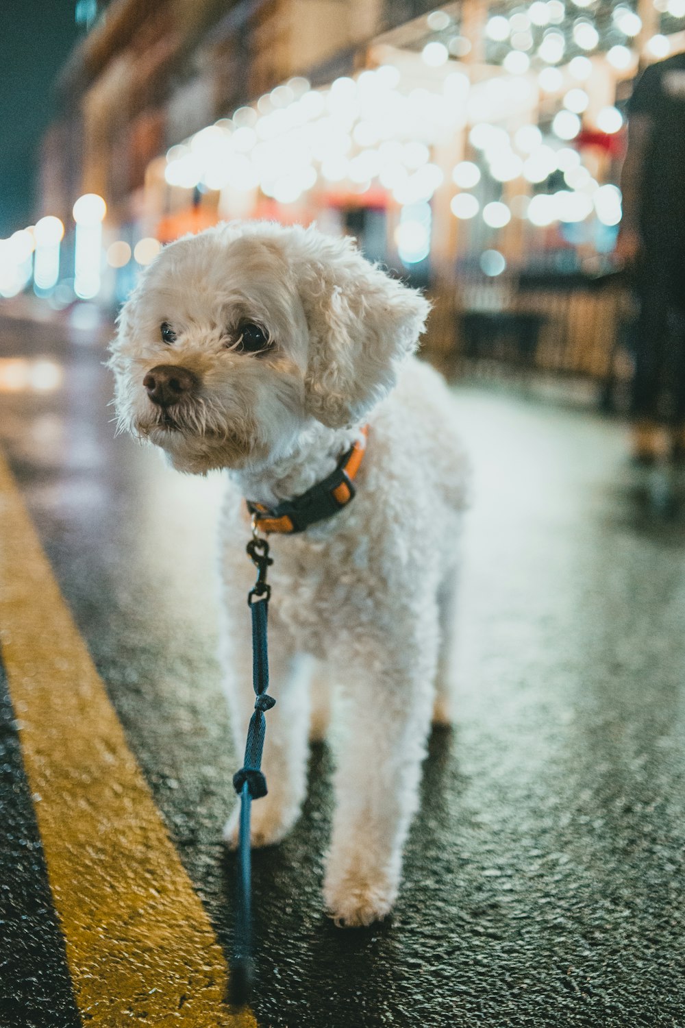 white poodle with blue leash