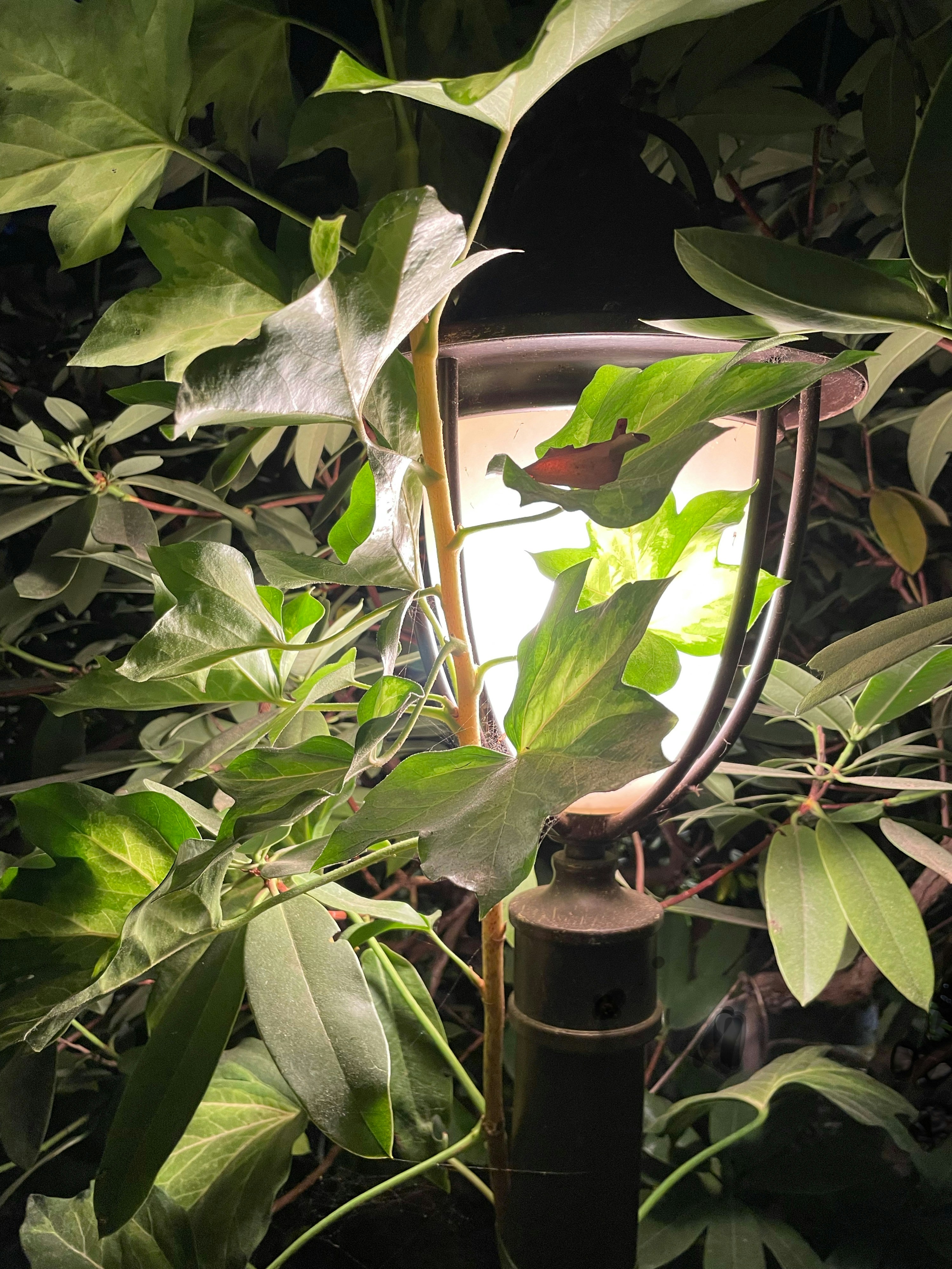 Solar Pathway Light
