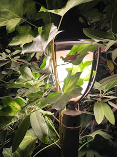 A solar-powered light illuminating a garden setting.