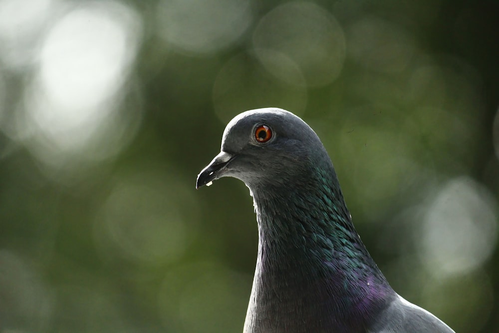 클로즈업 사진의 파란색과 회색 새