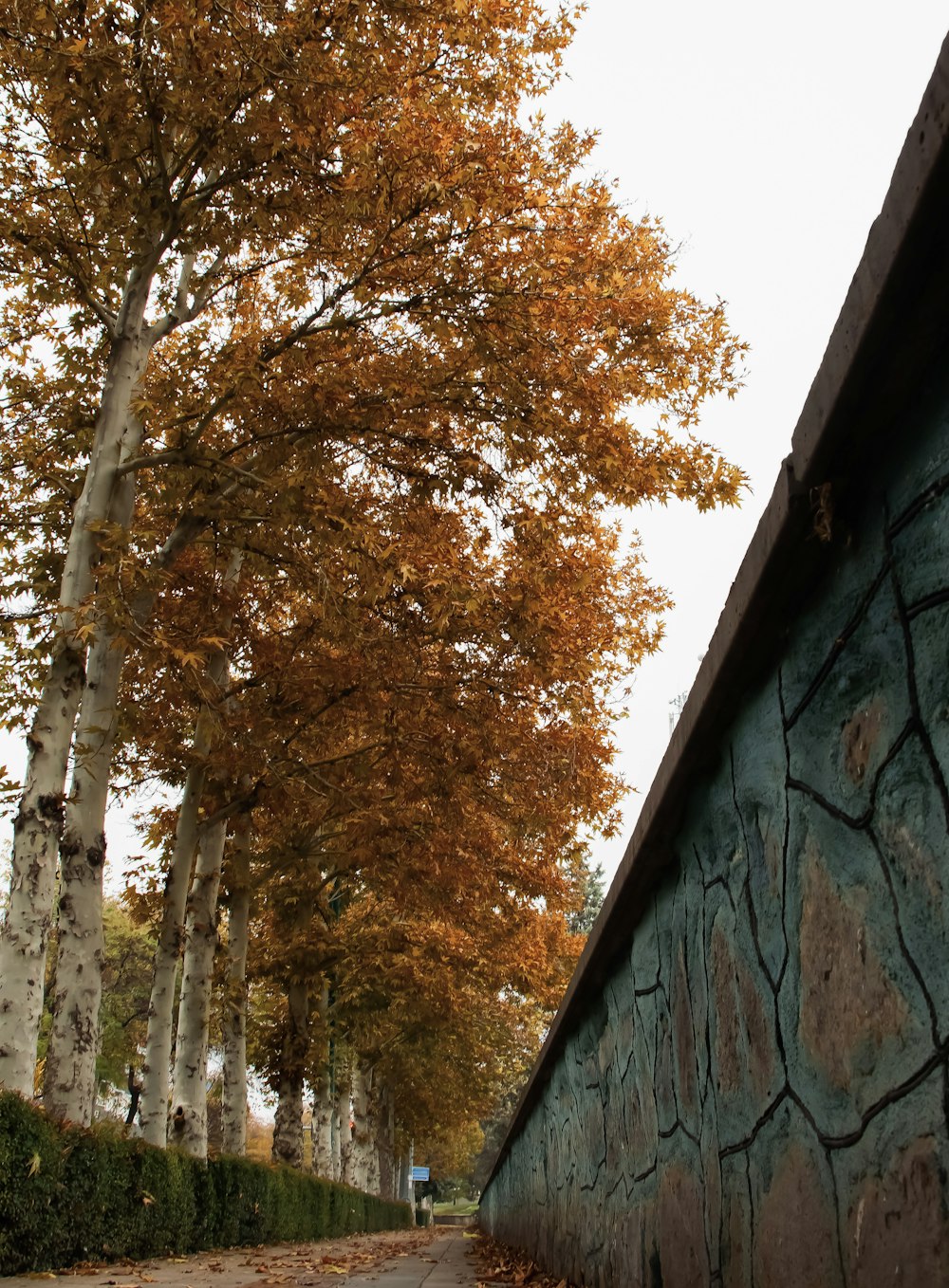 brown and green trees beside gray concrete wall