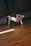 A joyful dance instructor demonstrating a graceful move in a bright studio.