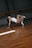 A person in a white leotard performs a graceful dance pose on a wooden floor in a studio with dark walls and a ballet barre. One leg is bent while the other extends with a foot wearing a white sock.