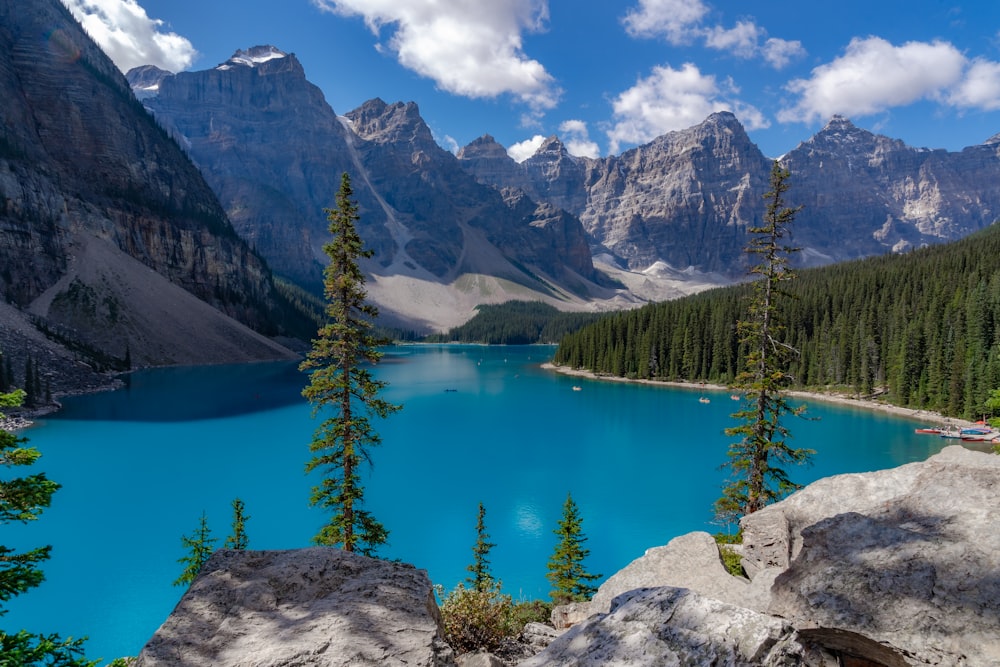 pinos verdes cerca del lago y la cordillera