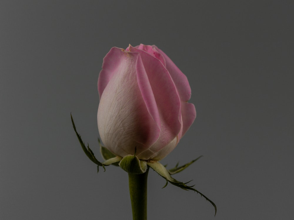 pink rose in bloom close up photo