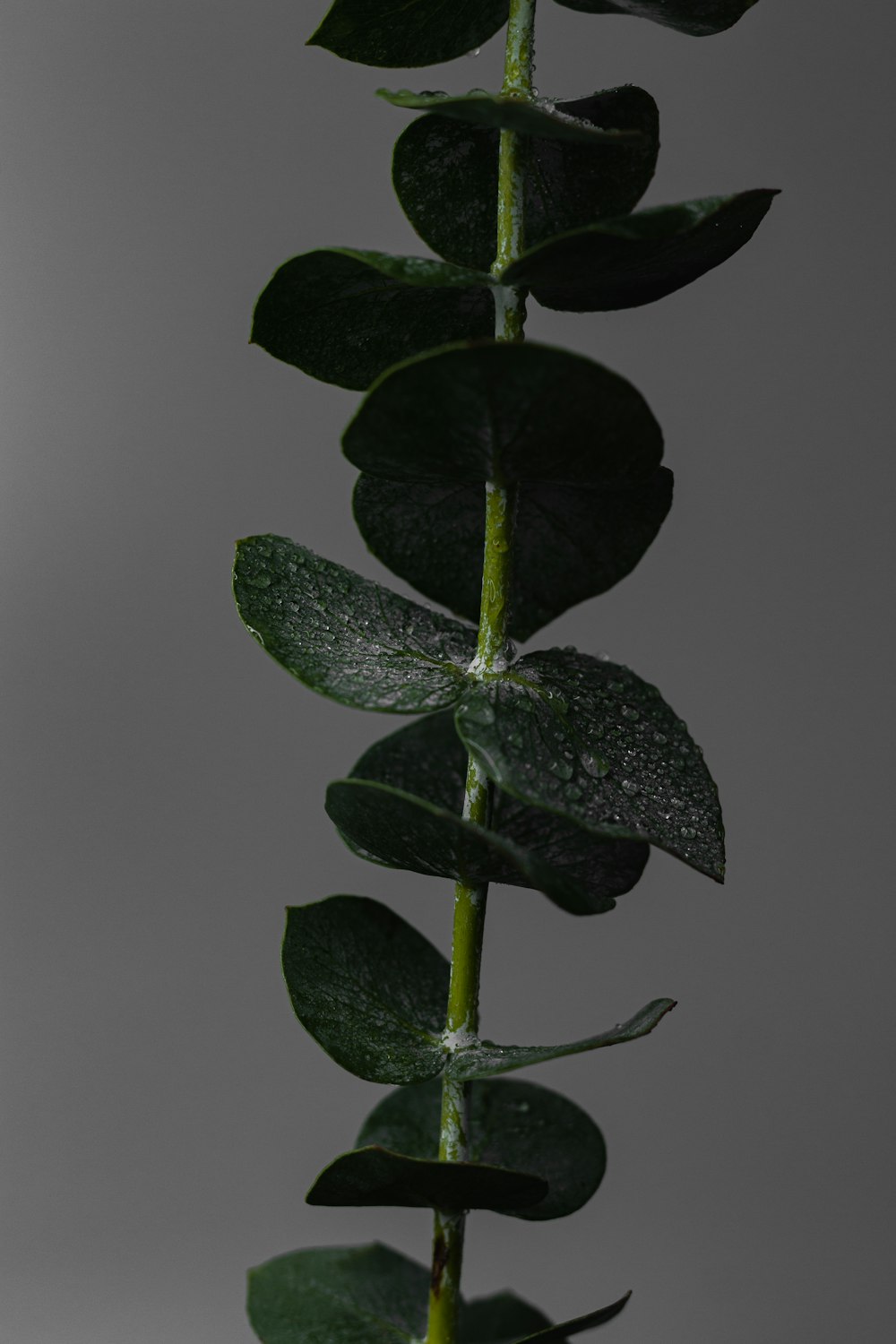 green leaf plant on white surface
