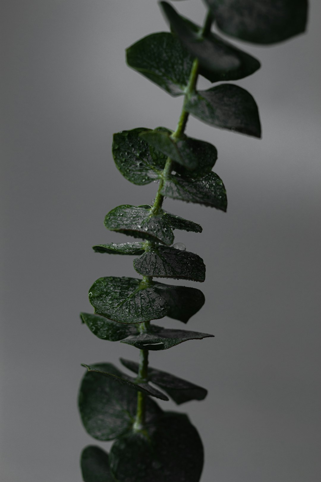 green plant with water droplets