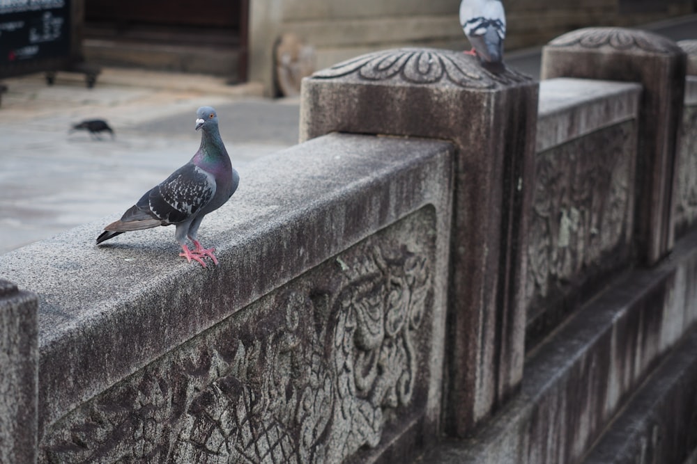 black and gray pigeon on gray concrete wall