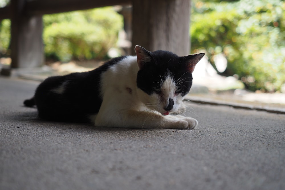 black and white cat lying on floor