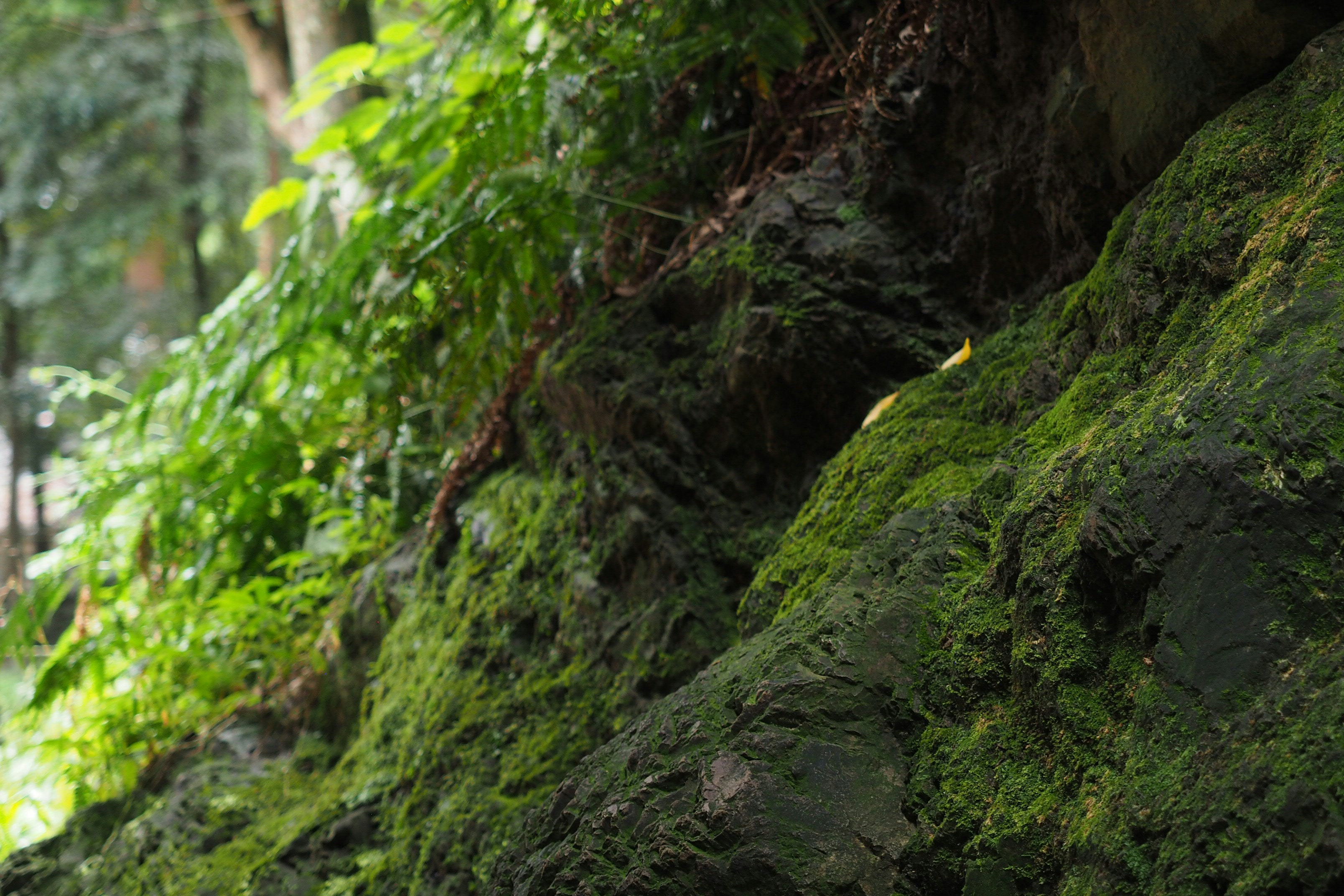 green moss on brown rock