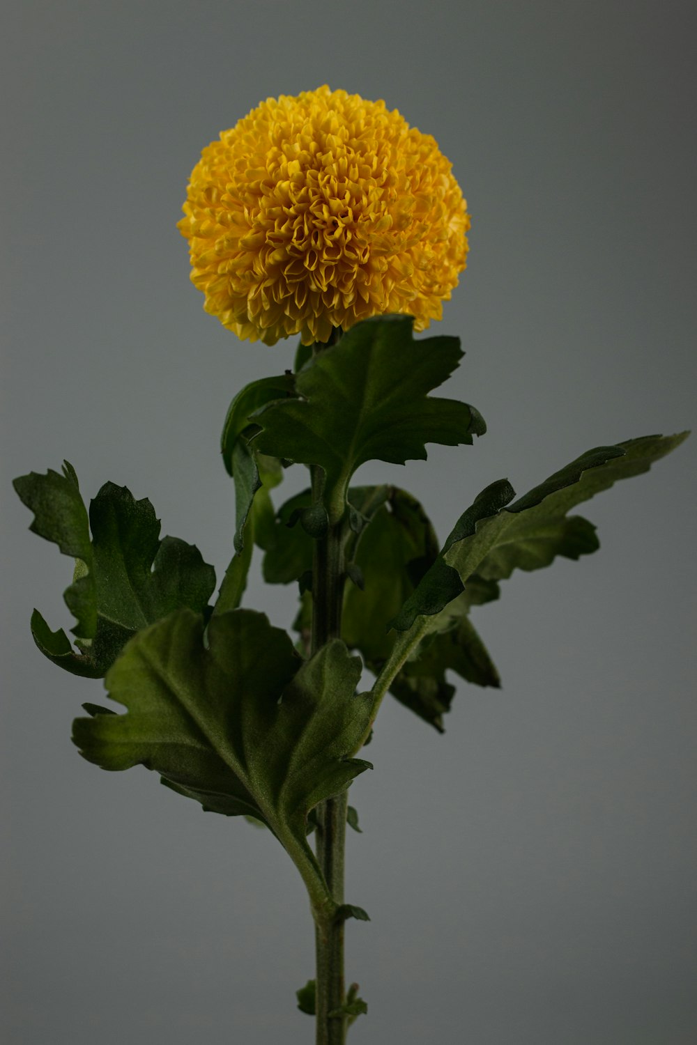 yellow flower with green leaves