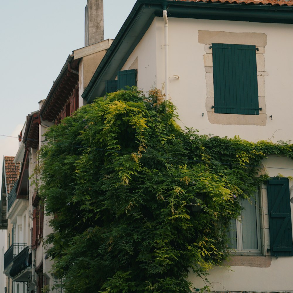 green tree beside white concrete building