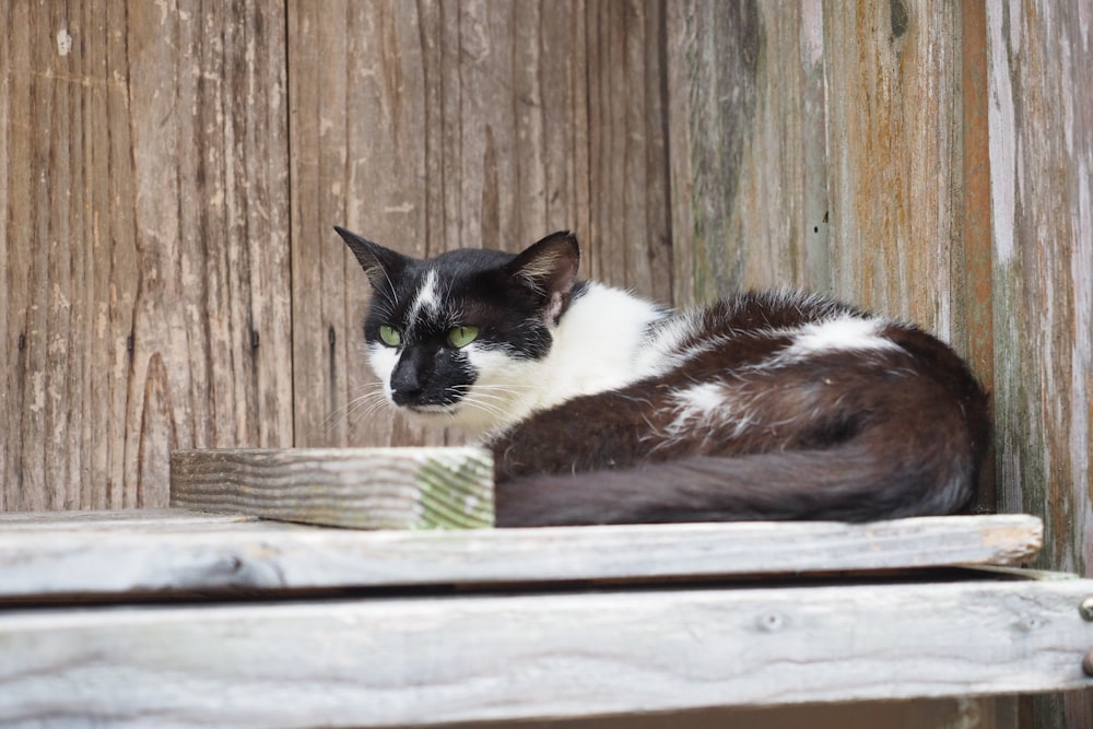 white and brown cat on brown wooden fence