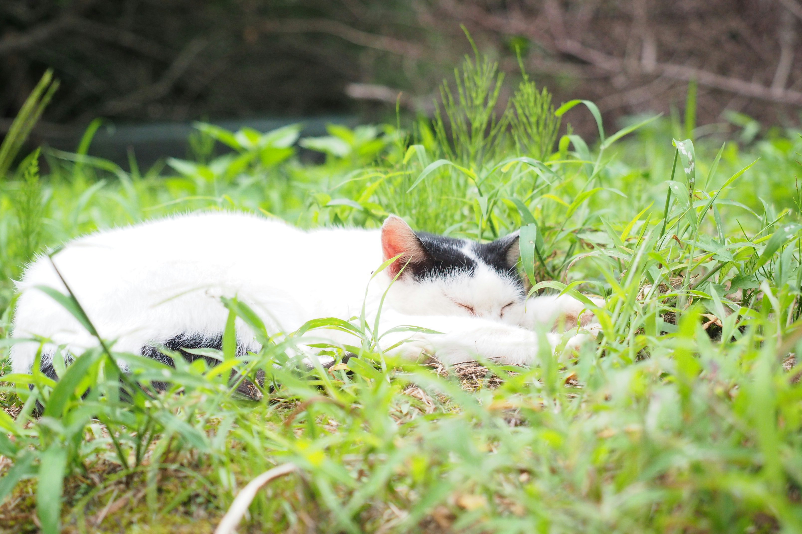 white and black cat lying on green grass during daytime