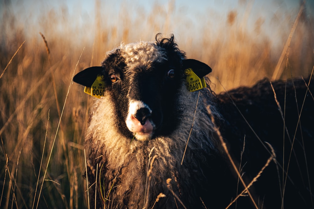 Schwarze und weiße Schafe auf braunem Grasfeld tagsüber