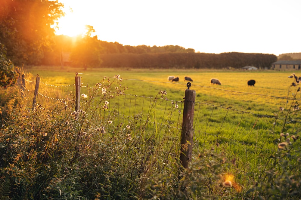 green grass field during sunset