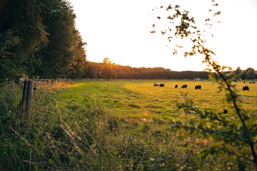 a herd of cattle grazing on a lush green field