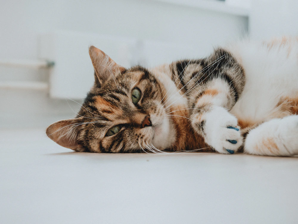 A relaxed tabby cat resting comfortably on a white surface
