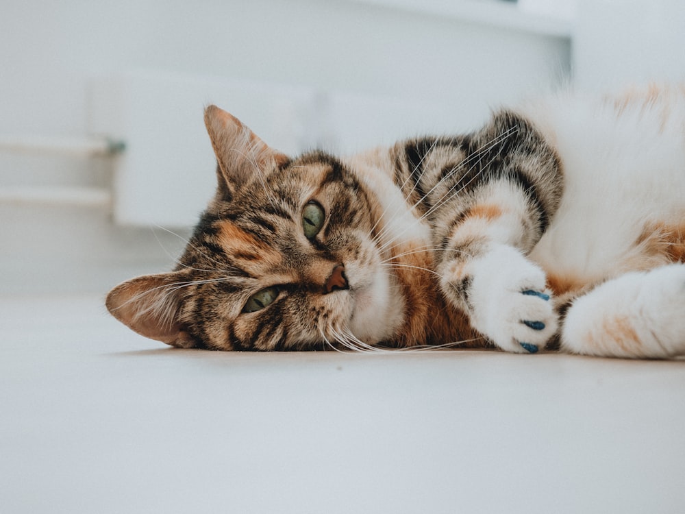 brown tabby cat lying on white surface