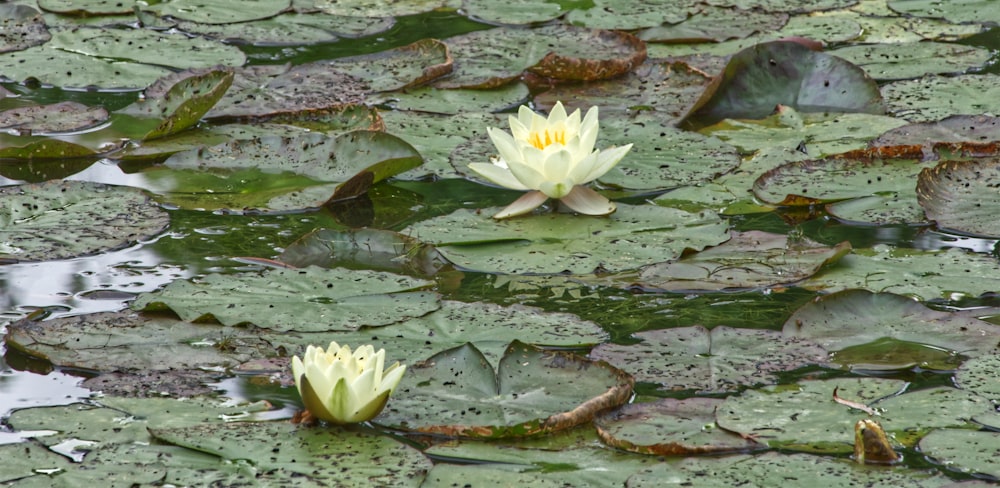 white lotus flower on water