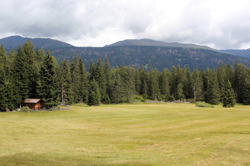 green grass field near green pine trees during daytime